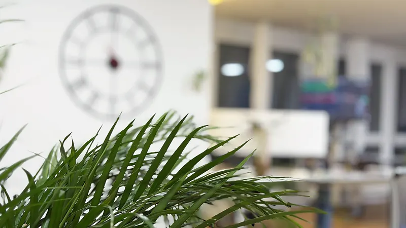 Palm and wall clock in the Webzenz office