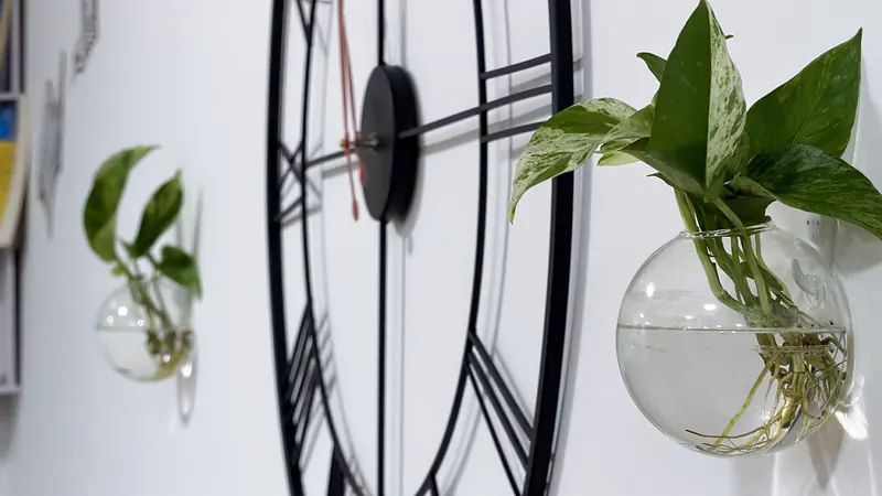 Wall clock and plant in the Webzenz office