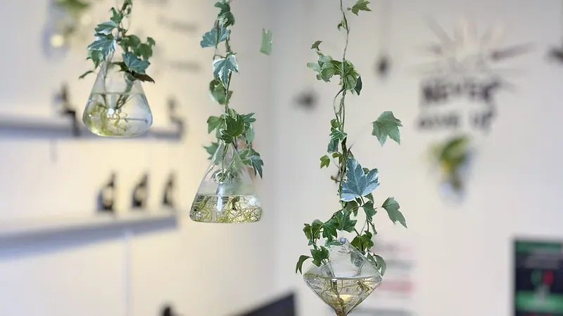 Hanging plants in glass vases in the Webzenz office