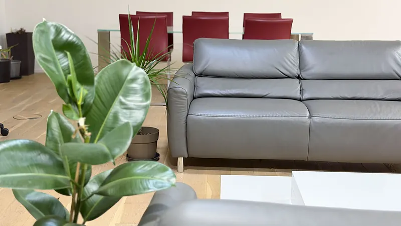 Plant in front of the lounge in the Webzenz office
