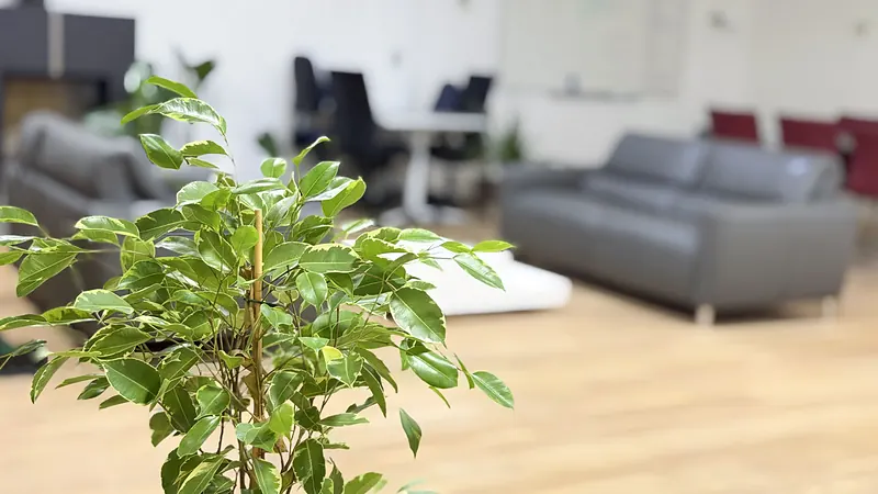 Plant in the Webzenz open-plan office
