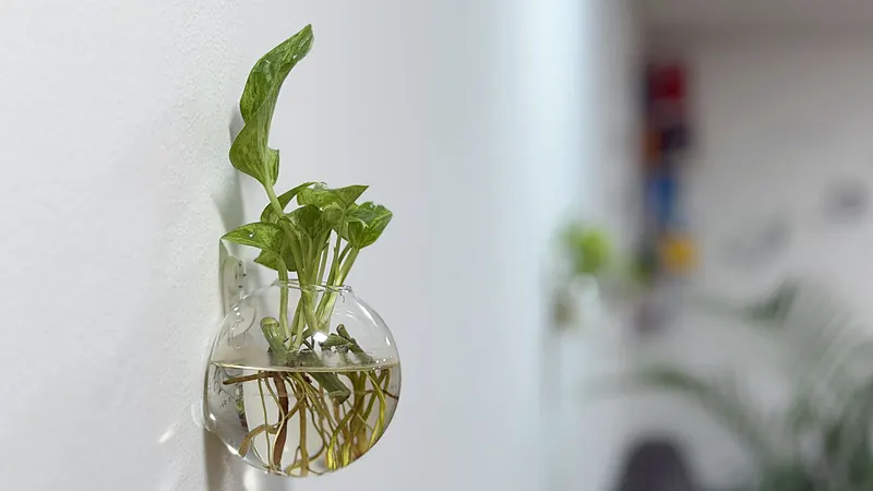 Plant in a wall-mounted glass vase in the Webzenz office