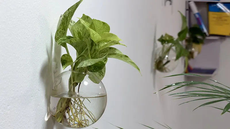 Plants in glass vases and bookshelf at Webzenz